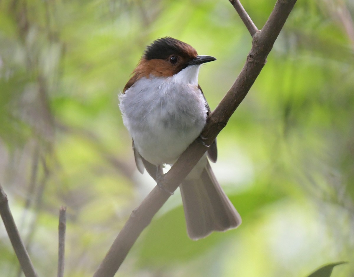 Chestnut Bulbul - ML646509290