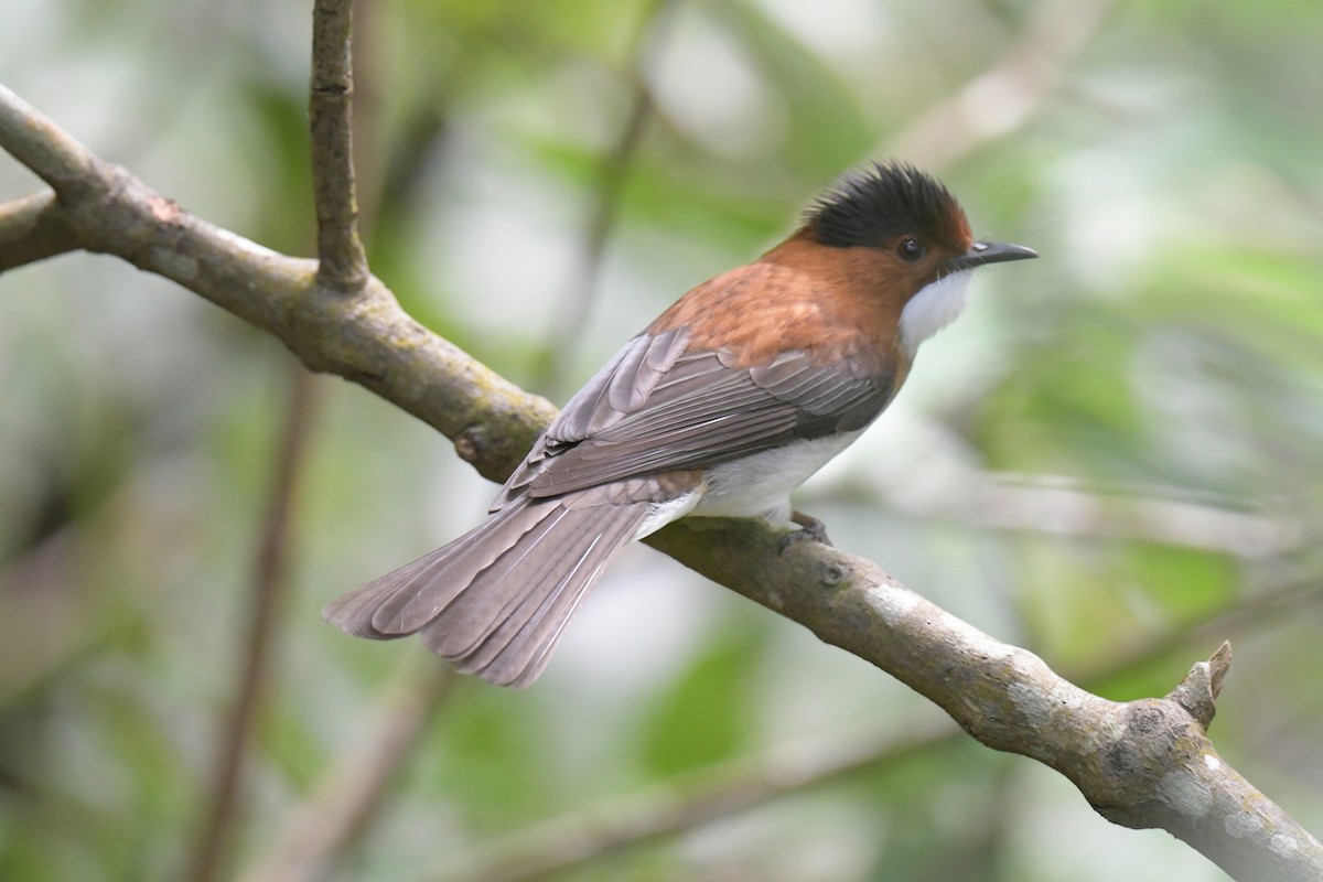 Chestnut Bulbul - ML646509291