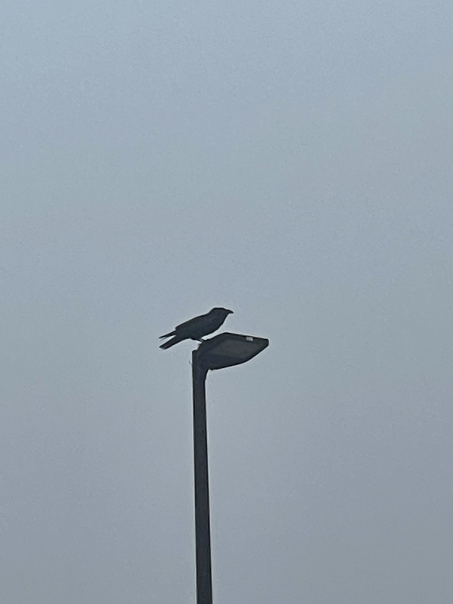 Grand Corbeau - ML646509292