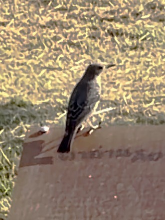 Roquero Solitario - ML646509293