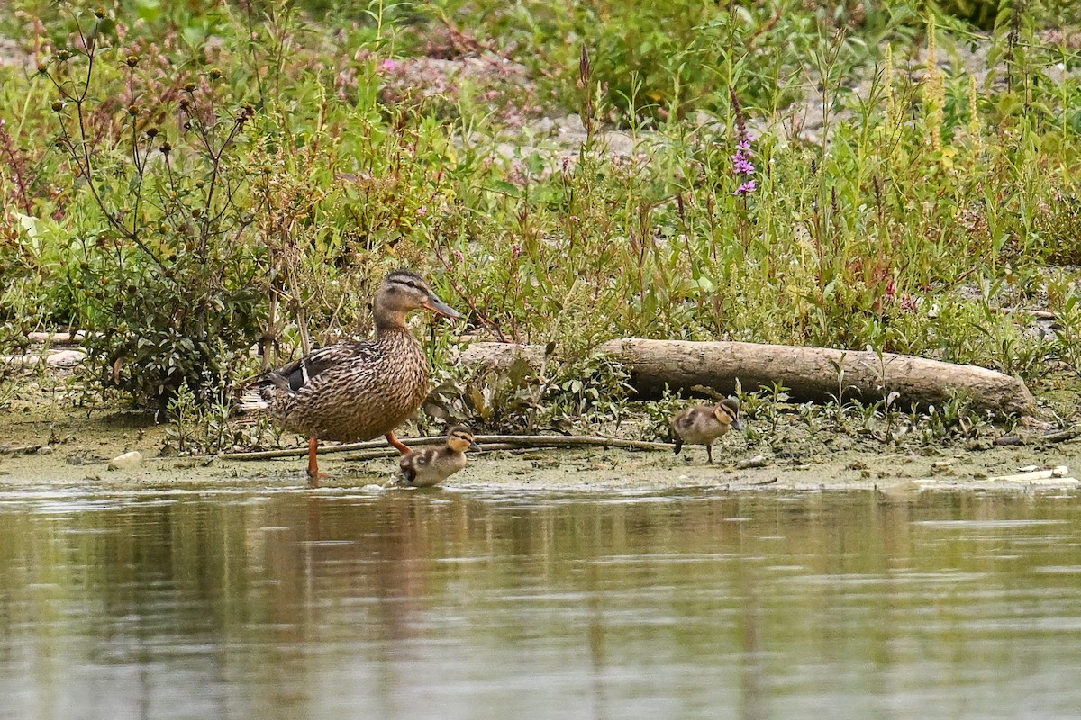 kachna divoká - ML646509295