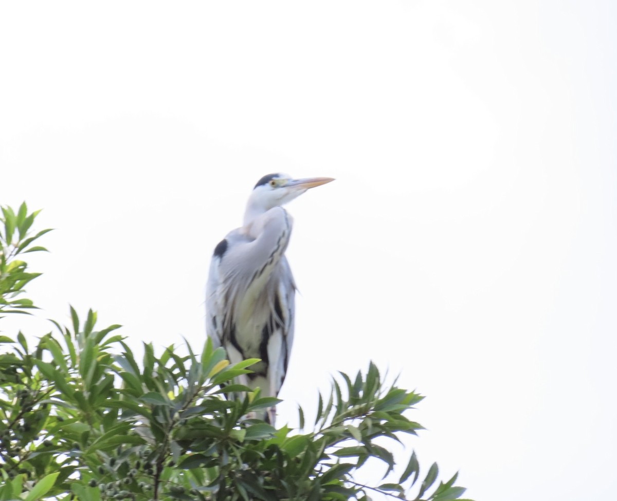 Чапля сіра - ML646509296