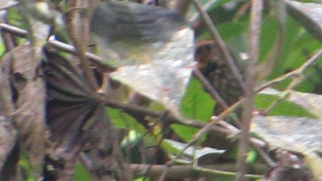 Damlacıklı Yaprakkarıştıran - ML646509299