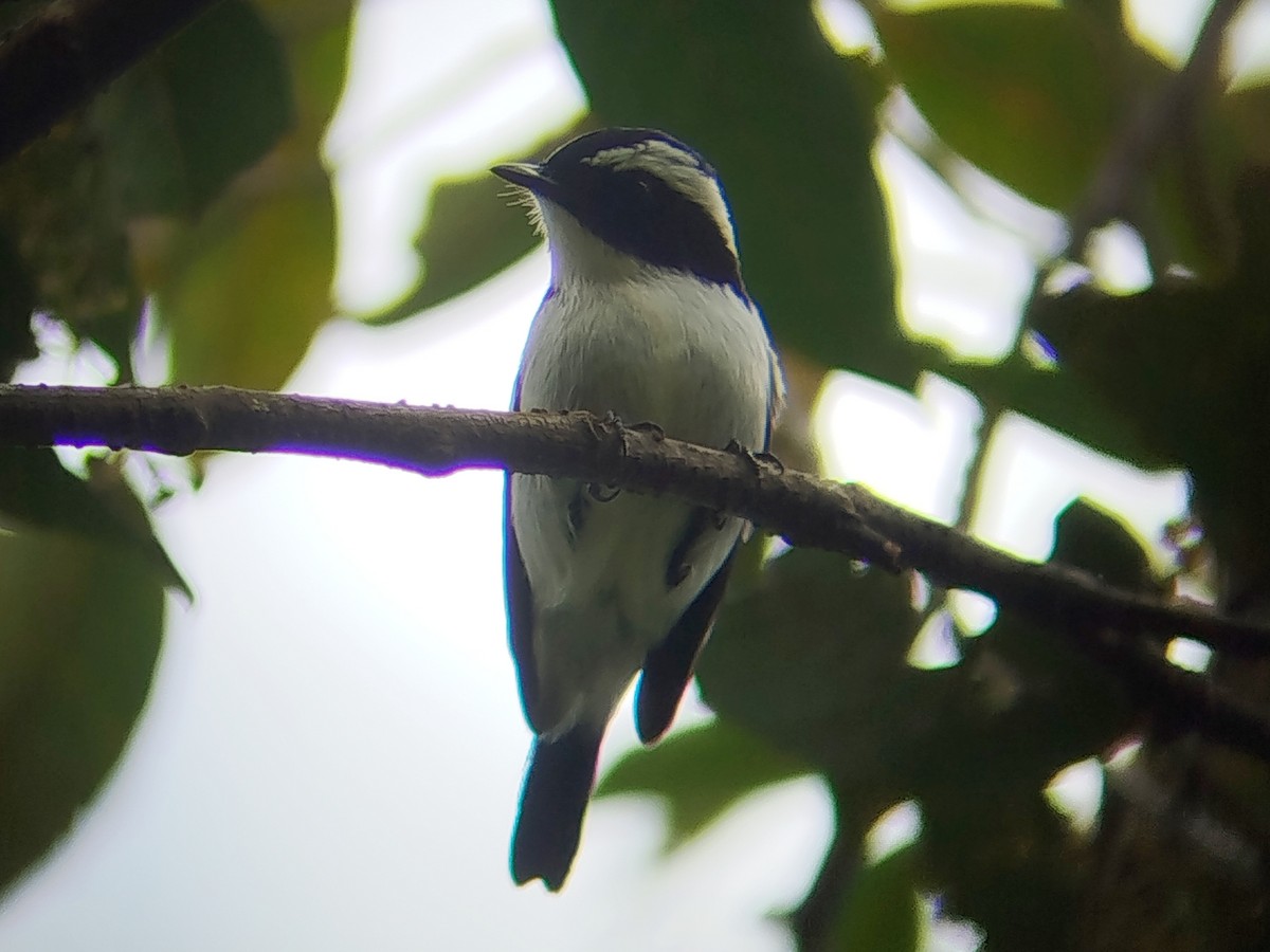 Мухоловка широкоброва - ML646509302