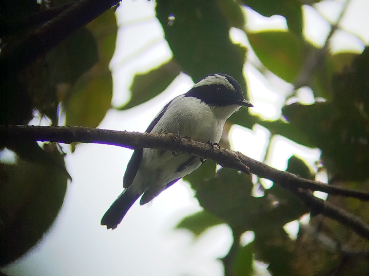 Мухоловка широкоброва - ML646509303