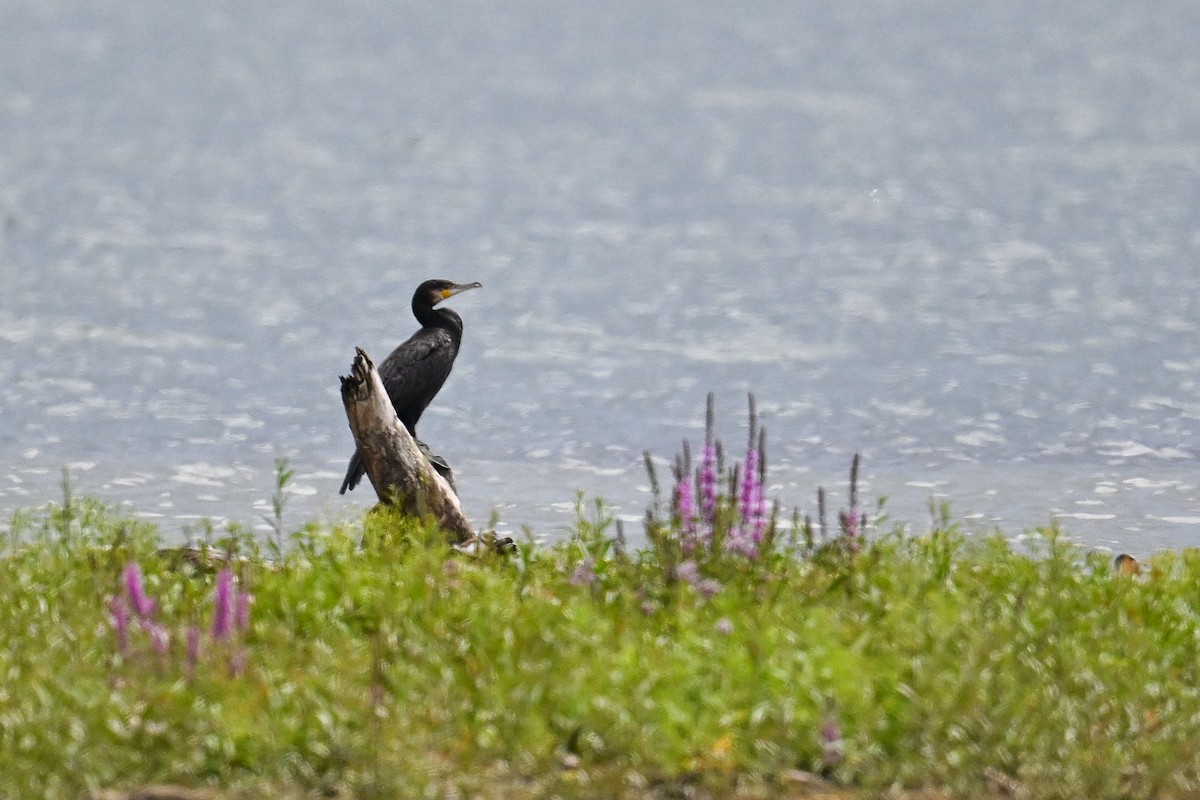 kormorán velký - ML646509304