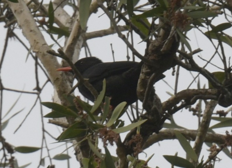 Black Bulbul - ML646509305