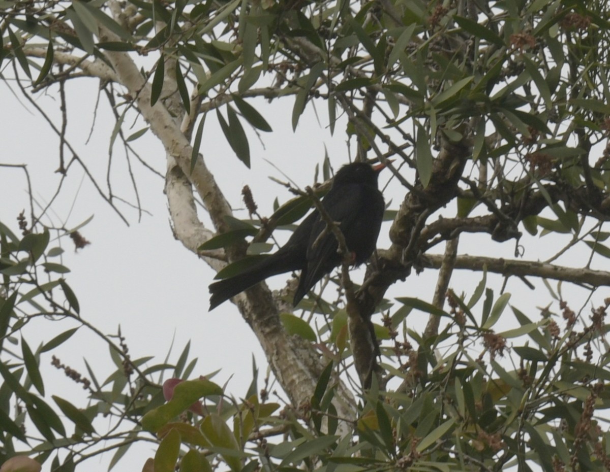 Black Bulbul - ML646509306