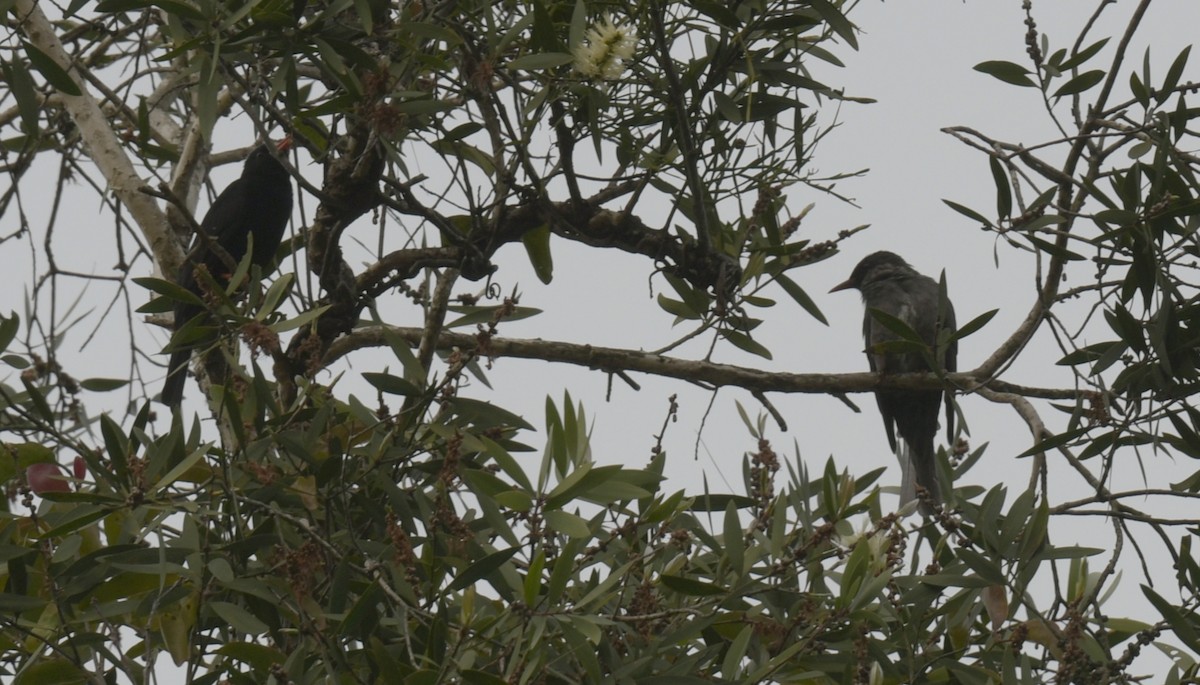 Black Bulbul - ML646509307