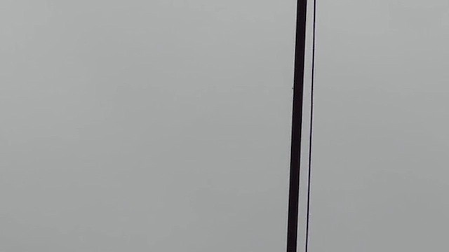 Osprey - ML646509308