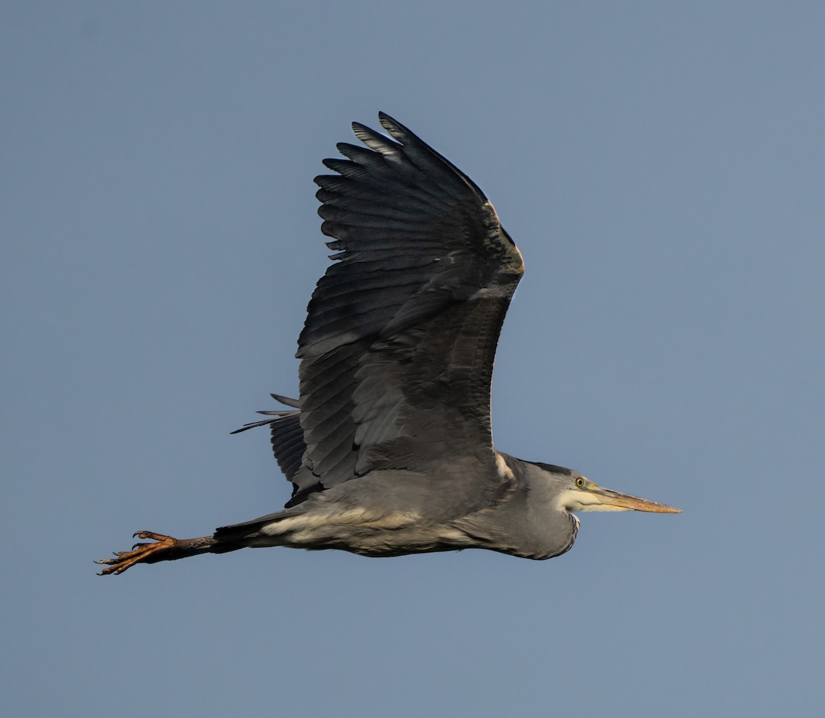 Héron cendré - ML646509309