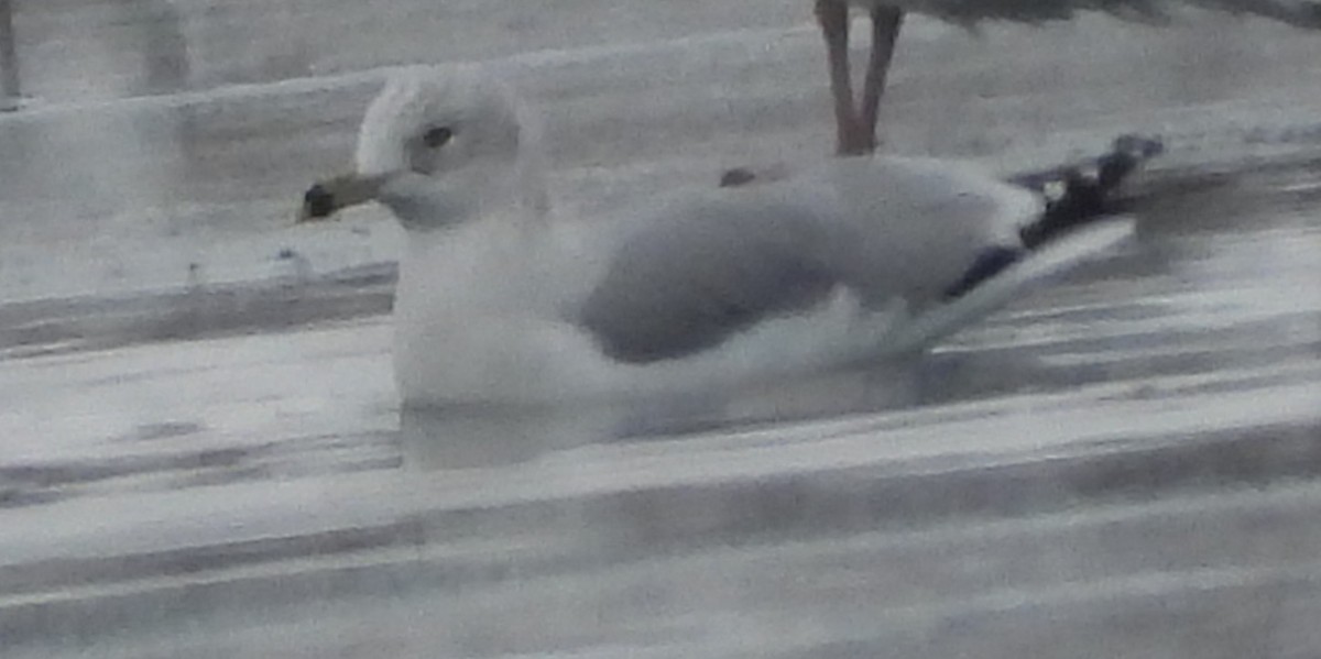 Ringschnabelmöwe - ML646509311