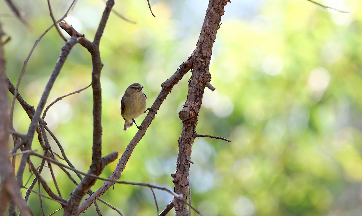 Weebill - ML646509312