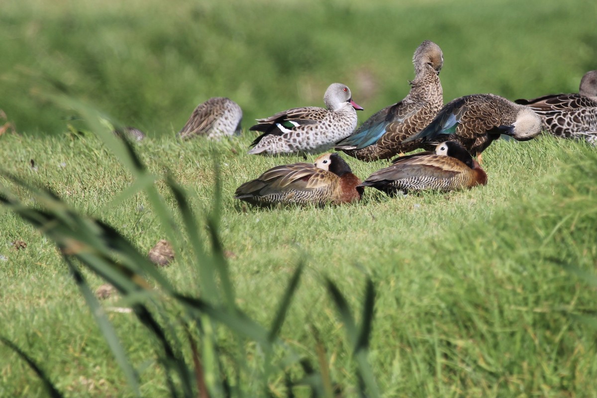White-faced Whistling-Duck - ML646509313