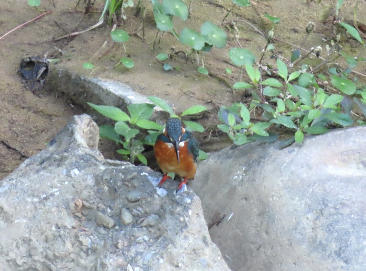 Рибалочка блакитний - ML646509314