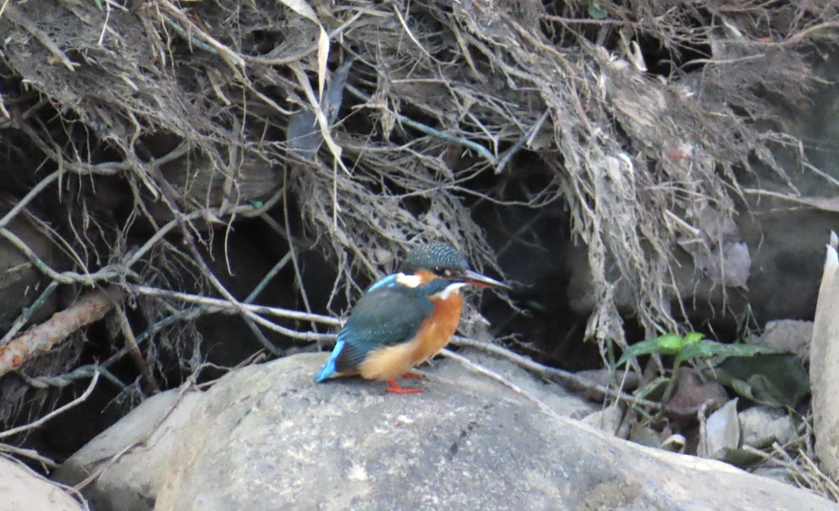 Рибалочка блакитний - ML646509315