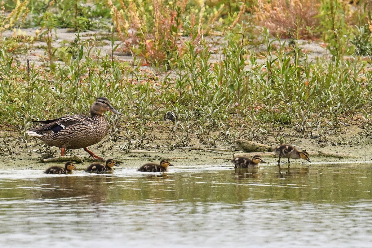 kachna divoká - ML646509316