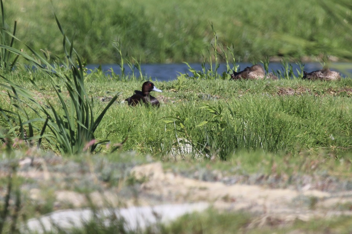 Southern Pochard - ML646509318