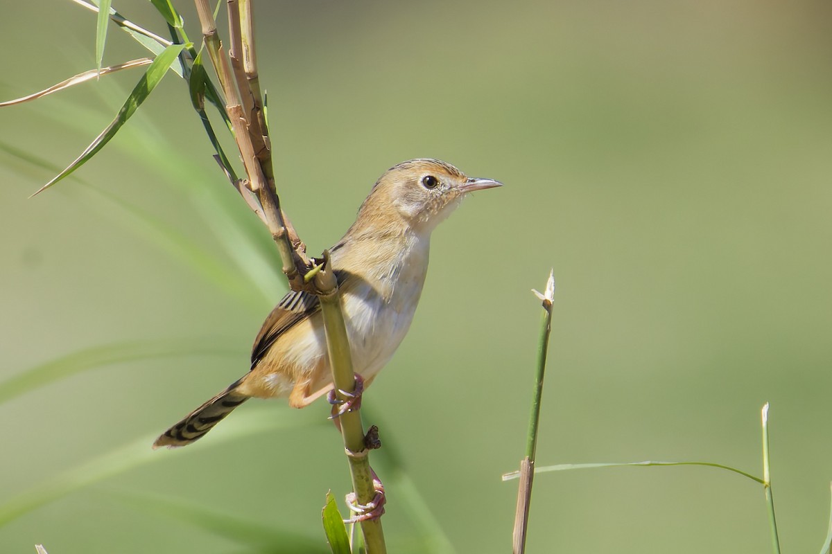 Cistícola Cabecidorado - ML646509321