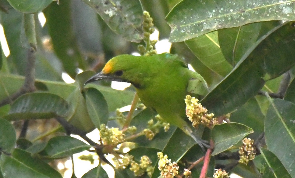 Verdín Frentidorado - ML646509323