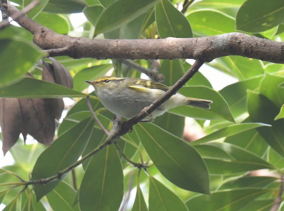 budníček zlatohlavý - ML646509324