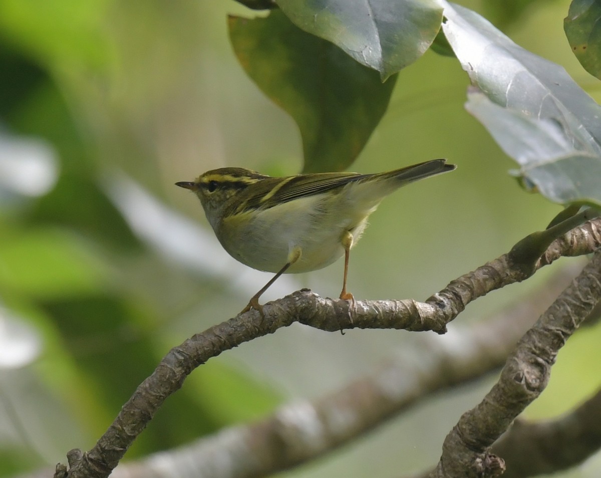 budníček zlatohlavý - ML646509325