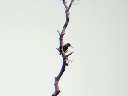 Павуколов бурий - ML646509326