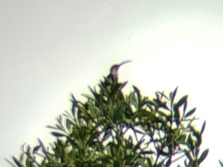 Павуколов бурий - ML646509327