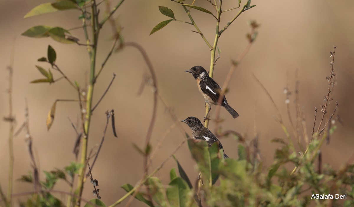 Afrikaschwarzkehlchen [torquatus-Gruppe] - ML646509328