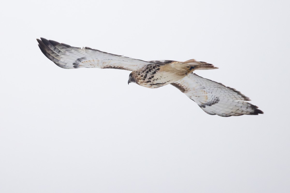 Red-tailed Hawk (abieticola) - ML646509329