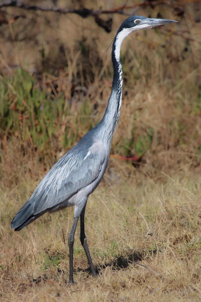 Black-headed Heron - ML646509330