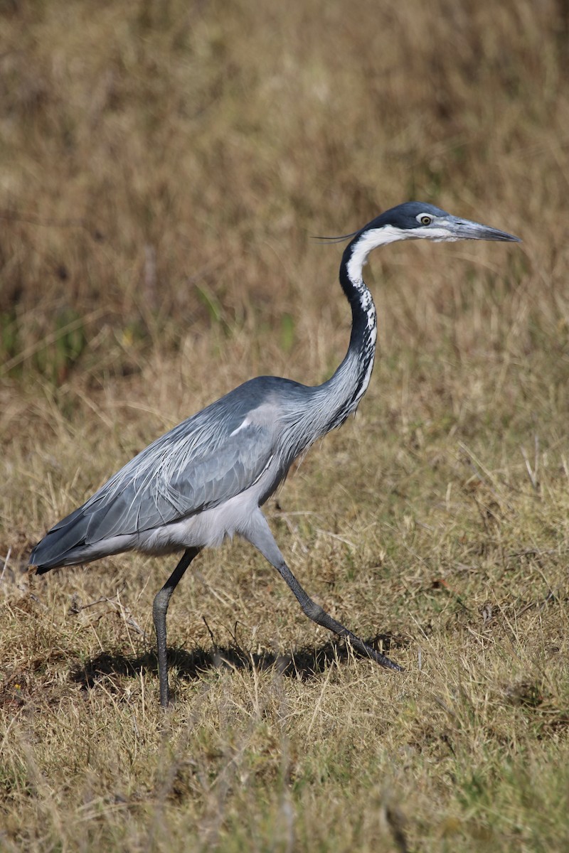 Black-headed Heron - ML646509331