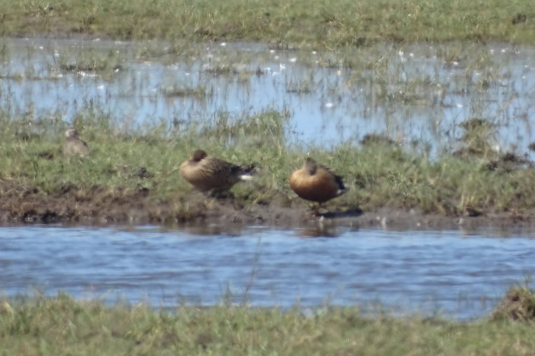 Широконіска аргентинська - ML646509332