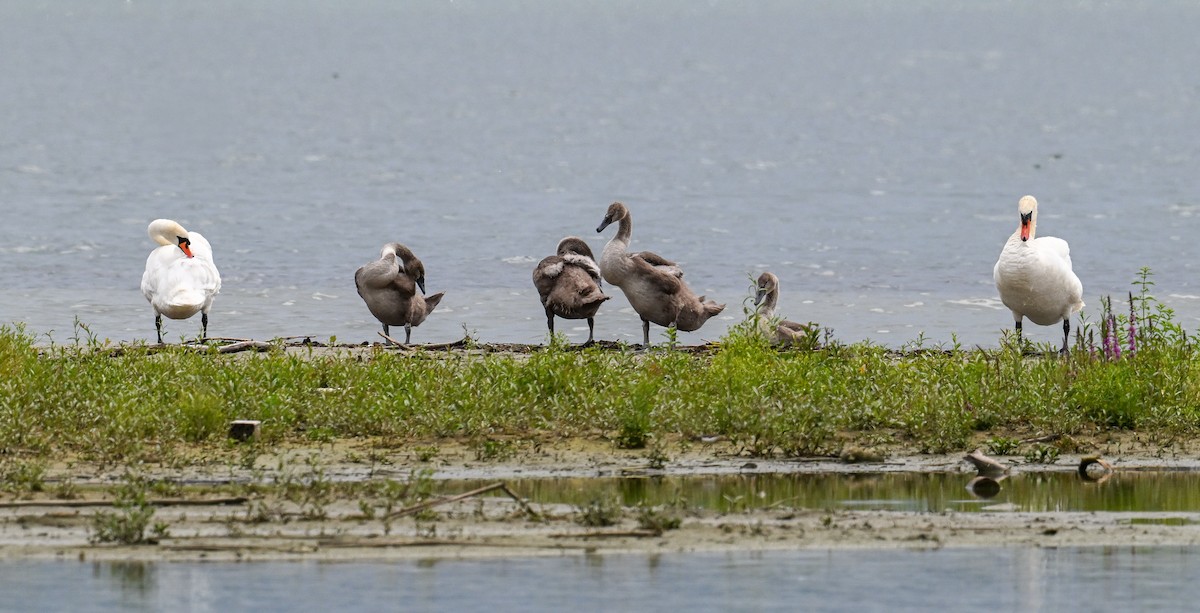 labuť velká - ML646509333