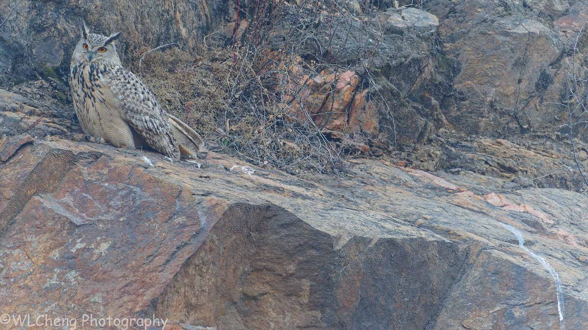 Эгэл шар шувуу - ML646509336