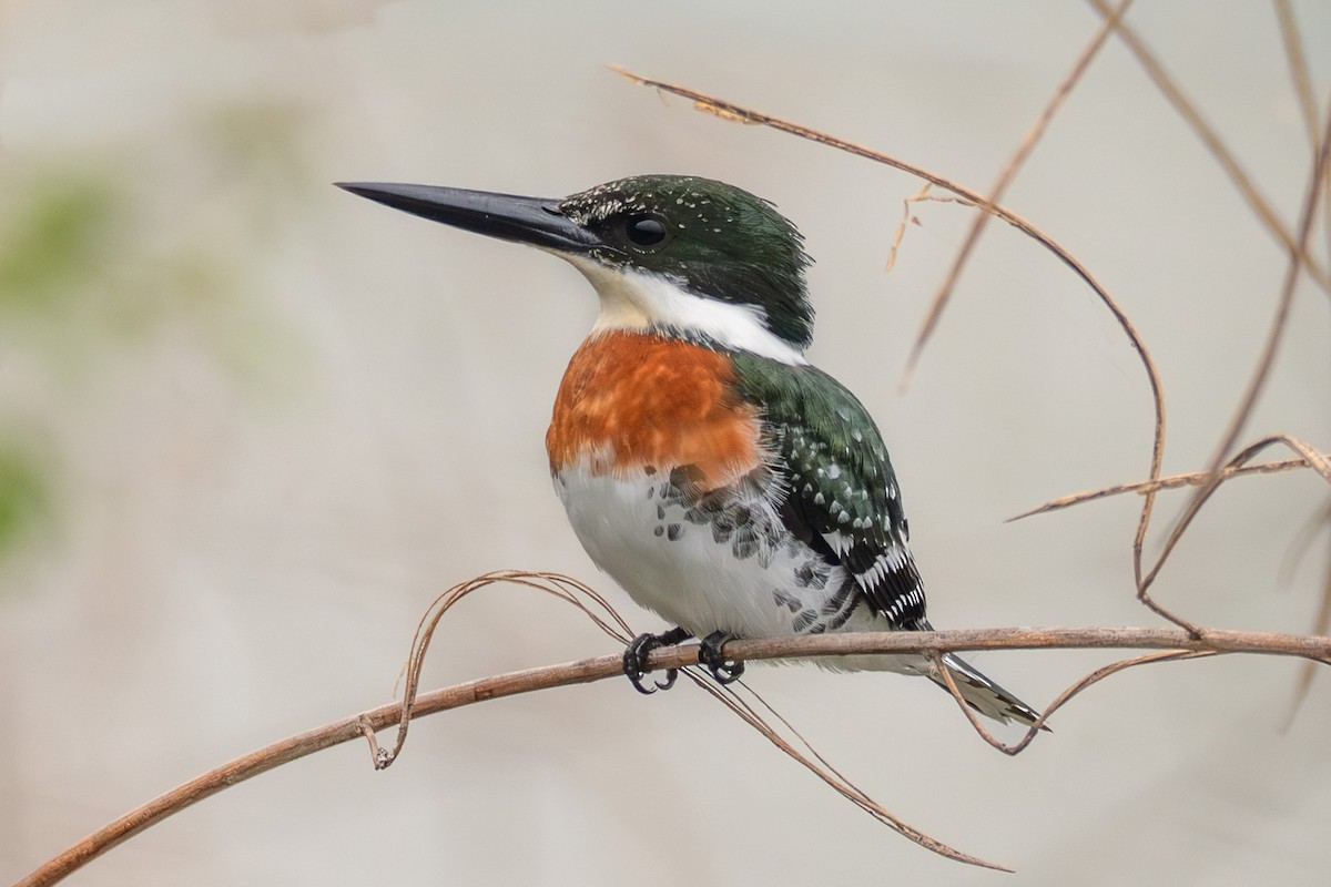 Green Kingfisher - ML646509337