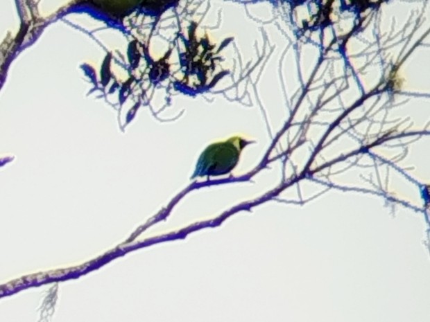 Зеленчик борнейський - ML646509338