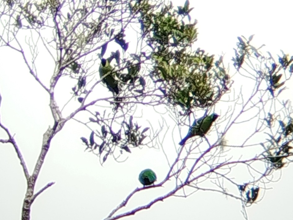 Зеленчик борнейський - ML646509339