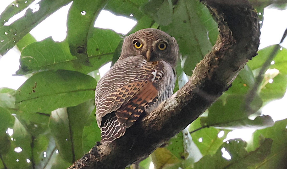 Джунглевый сычик - ML646509340