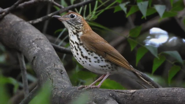 Orman Ardıcı - ML646509342