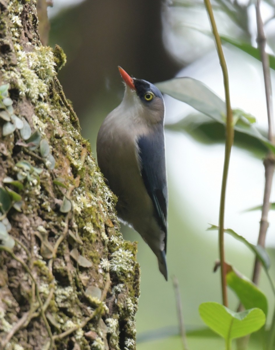 brhlík červenozobý - ML646509343