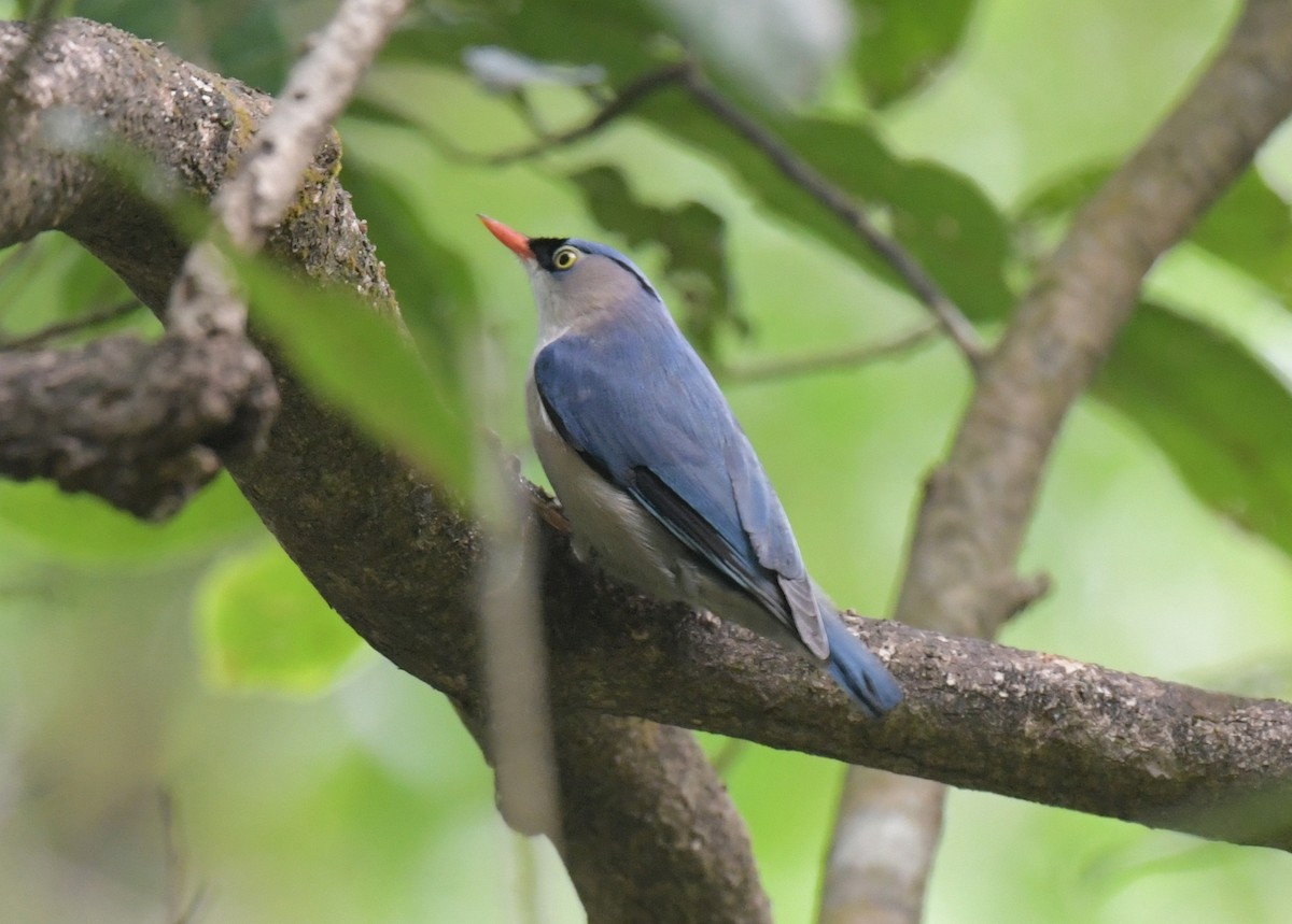 brhlík červenozobý - ML646509344