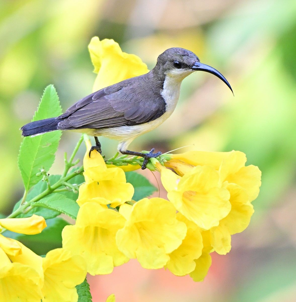 Loten's Sunbird - ML646509346