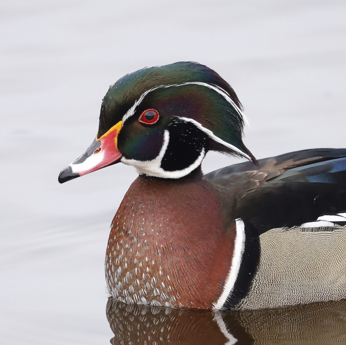 Wood Duck - ML646509348