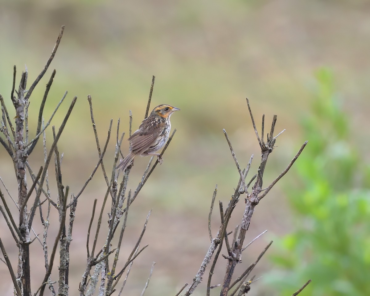 Saltmarsh Sparrow - ML646509349