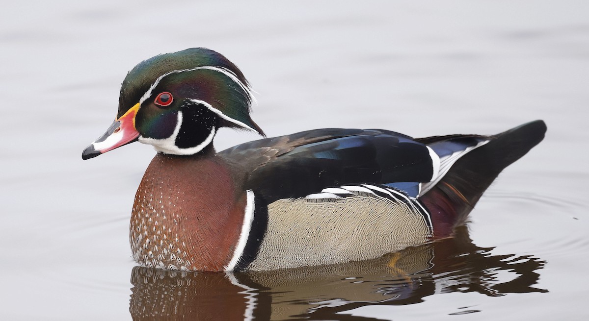 Wood Duck - ML646509350