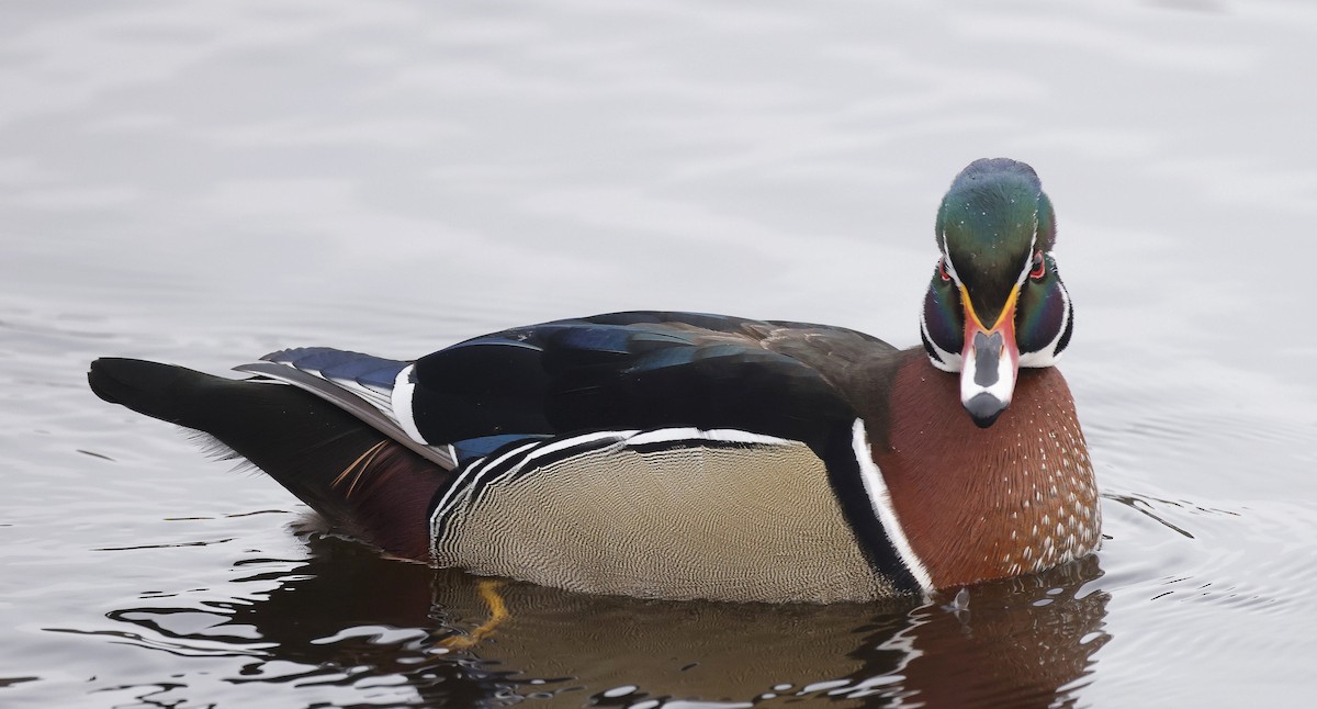 Wood Duck - ML646509352