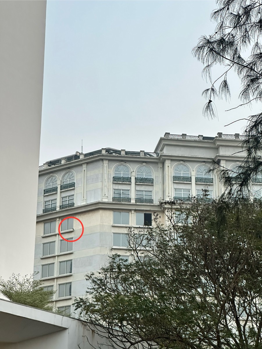 Peregrine Falcon - ML646509354