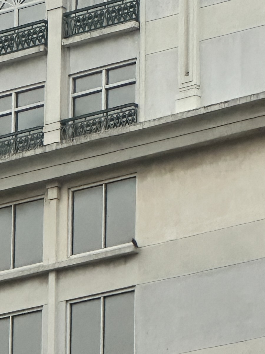 Peregrine Falcon - ML646509355