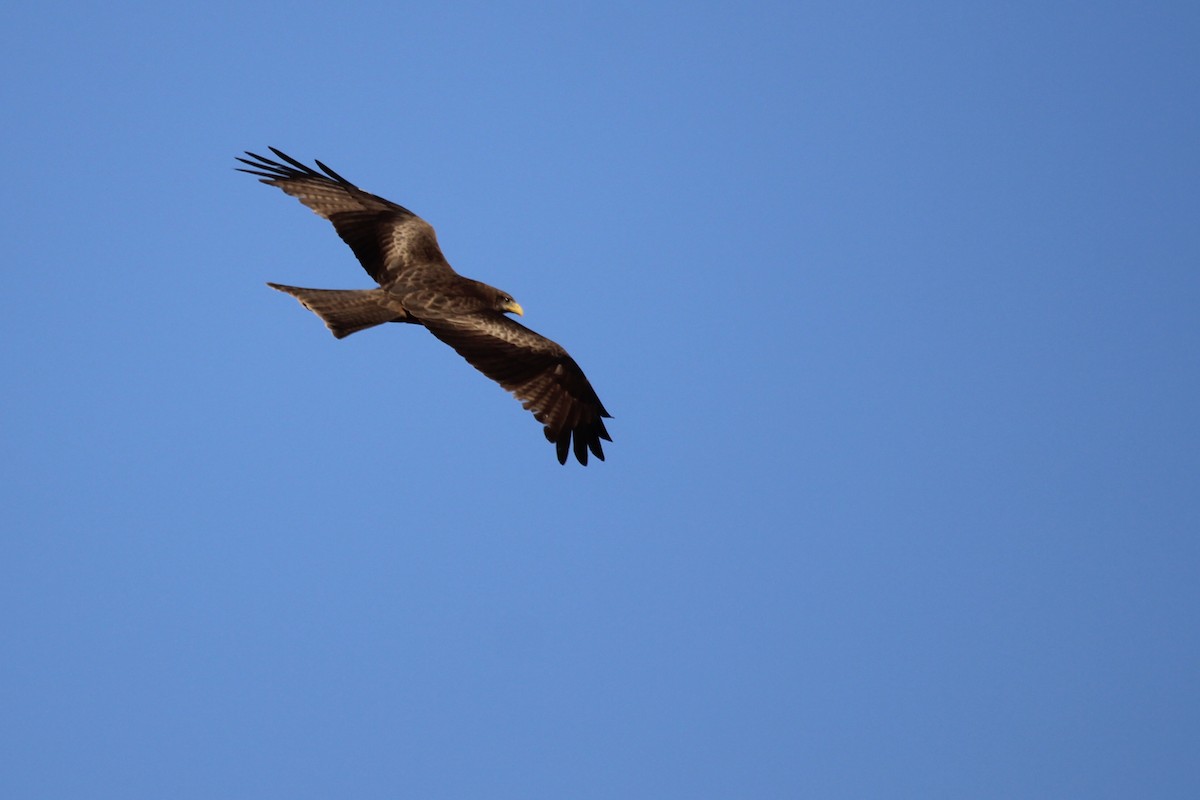 Black Kite (Yellow-billed) - ML646509357